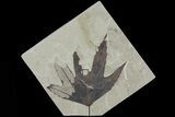 Fossil Sycamore (Platanus) Leaf - Green River Formation #80884-1
